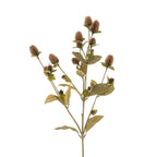 Globe Amaranth Spray